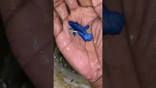 Pez betta super blue #betta #fish #azul