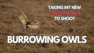 Burrowing Owls and Egrets with my new CANON R5 Mark II 🔴