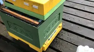 Кормить или не кормить пчёл.  Когда кормить и сколько давать сиропа.