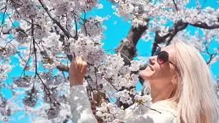 Презентация компании inCruises