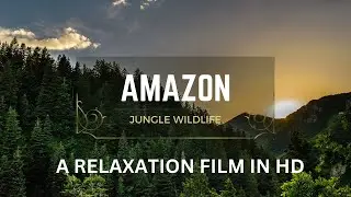 Amazon Wildlife | Relaxation Film In 4K | Amazon Rainforest | Animals That Call The Jungle Home |