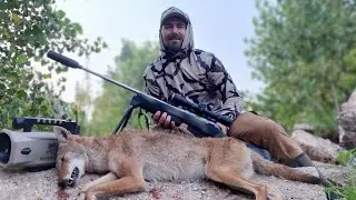 Coyote hunting - One last look