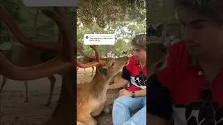 Wild deer In Japan! 🇯🇵🦌 #travelvlog