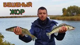 Взрывной силикон, от которого судак сходит с ума