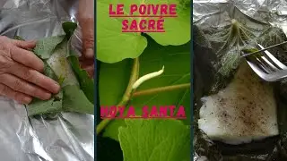 UN POIVRE PAS COMME LES AUTRES : HOYA SANTA