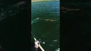 Almost had it😂 #fishing #musky #muskie