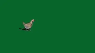 Chicken Green Screen video