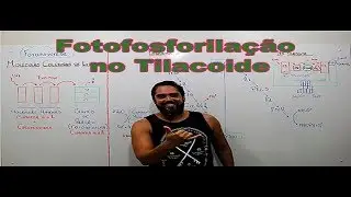FOTOSSÍNTESE: FOTOFOSFORILAÇÃO NO TILACOIDE