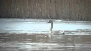 Immature Whooper Swan (Cygnus cygnus), Apaj, Hungary, Fiatal énekes hattyú Apajon, 2011. december