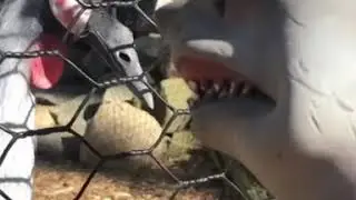 Shark Puppet feeds dog