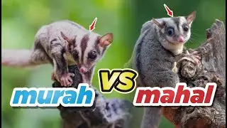 6 Faktor yang membuat sugar glider menjadi mahal