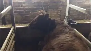 Содержание коров на нашей ферме