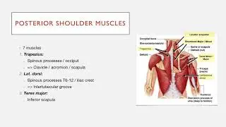 Posterior Shoulder Muscles: Structure