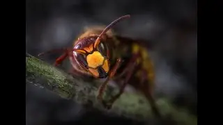 Жалящие насекомые - осы 🐝