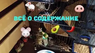 ВСЁ О ШИНШИЛАХ. уход , питание , содержание. |КАК УХАЖИВАТЬ ЗА ШИНШИЛОЙ🐀|