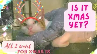 A cat waiting for Christmas | Meet our cat Akiko | Mr Ketz's Cats