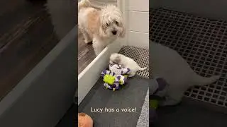 Lucy’s Voice
