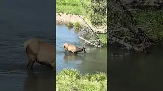 Elk Feeding from Creek Bottom