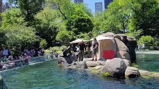 feeding of SEA LIONS in CENTRAL PARK ZOO, NEW YORK CITY