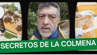 Apicultura sostenible: Protege a tus abejas y al planeta
