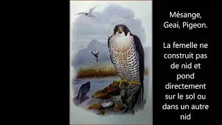 Les oiseaux de nos campagnes