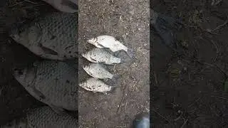 субботний улов. 