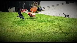 This Red Hen attacks Birds