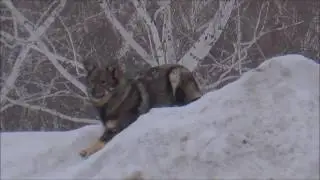 Собака катается с снежной горки