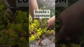 Борюсь с сорняком! 