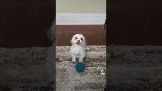 Skinwalker dog transforms in front of me