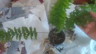 Папоротник Тайгер и Дессада распаковка