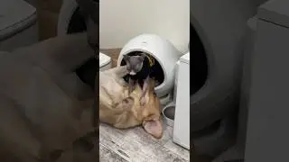 Злой котик😼