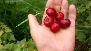 Черешні Самміт та Світхард, дозріли(підщепа дика вишня)......