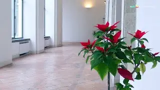 San Domenico Maggiore sarà la Casa della lettura di Napoli