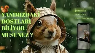 Sincaplar Hakkında Bilmediğiniz  Şaşırtıcı Gerçekler ! 🐿️ | Doğanın Minik Bahçıvanları