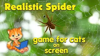 Spider! Entertainment for cats.