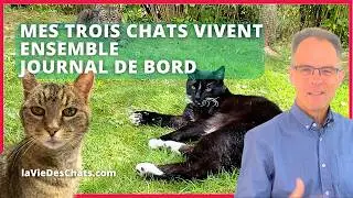 MES TROIS CHATS VIVENT ENSEMBLE - JOURNAL DE BORD ep.1