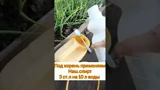 желтеет чеснок?не беда...