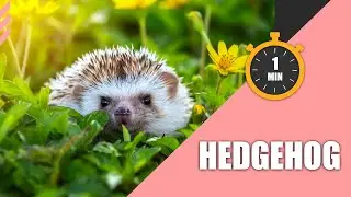 Things to Know About Hedgehog in 1 Minute🦔 | 1 Minute Pet Talk ⏰