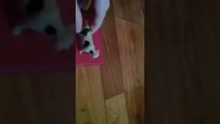 Голос игрушек 1 серия ,,Божествено!"