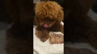 #тойпудель #собака #shorts #puppy #щенки #милыеживотные #пудель #девочка #охотница #хищник #барбарис