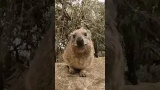 Meet the Hyrax, one of the cutest animals in Kenya