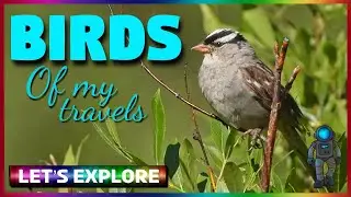 Exploring Beautiful Birds Of My Travels | No Talking
