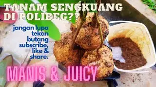 TANAM SENGKUANG DI POLIBEG????