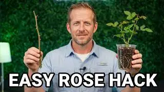 The EASIEST Way to Propagate Roses | How to Propagate a Rose from a Cutting