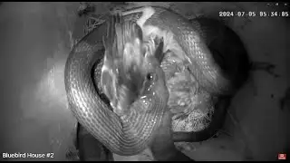 Extremely Graphic Warning   Snake Devours 2 Bluebird Hatchlings