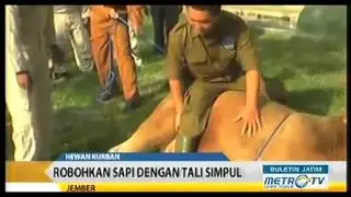 Cara Merobohkan Sapi Untuk Memudahkan Di Potong