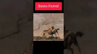 #animal #animals #nature #shortsvideo #wildlife #шортс #шортс2023