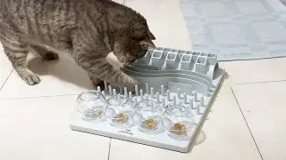 My funny cat plays and eats at the same time