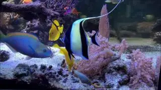 Soft Coral Reeftank 2016
